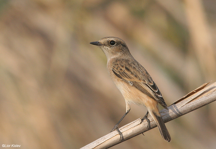       Eastern Stonechat  Saxicola  variegata / armenica .          the Btecha  Israel,October 2009, Lior Kislev     